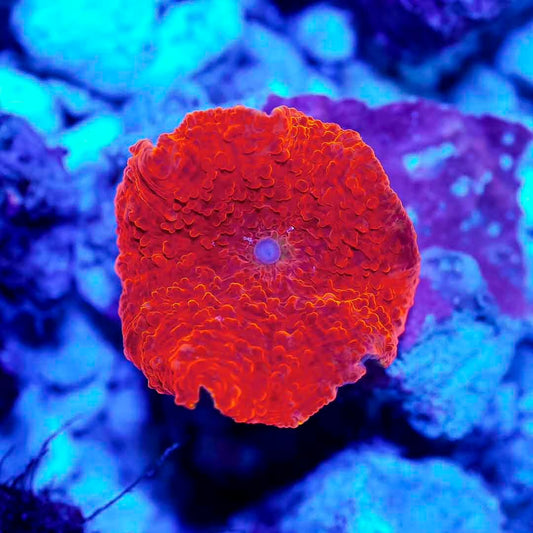West Aussie Neon Red Mushroom Mother Colony WANRMMC072901 WYSIWYG