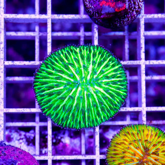 Neon Aussie Dome Fungia Mother Colony NADFMC072902 WYSIWYG