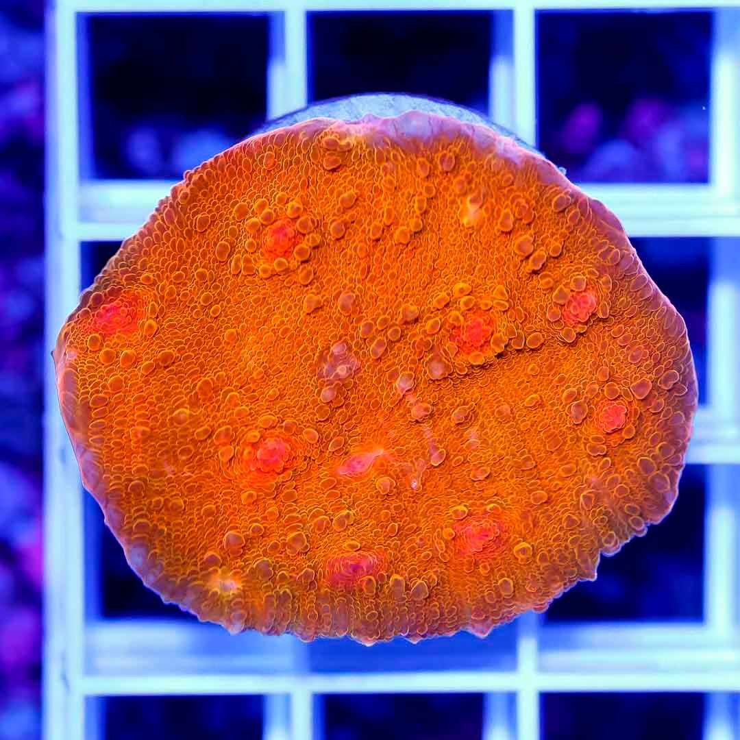 Neon Echinophyllia Frag Mother Colony NEFMC072901 WYSIWYG