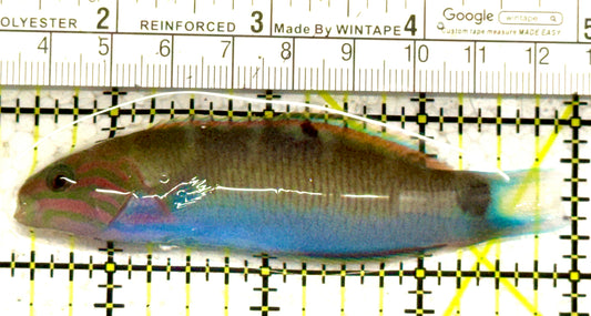 Lunare Wrasse LW052401 WYSIWYG Size: ML 3.5" approx