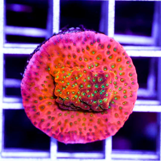 Ultra Montipora Frag Mother Colony UMFMC072901 WYSIWYG