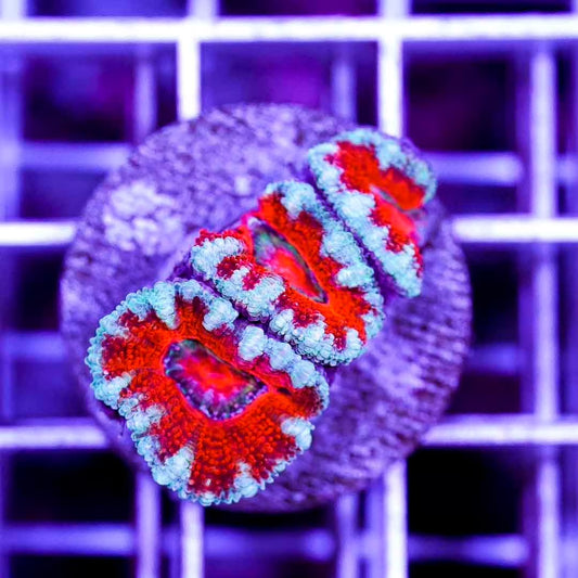 Neon Acan Lordhowensis Frag Mother Colony NALFMC072901 WYSIWYG