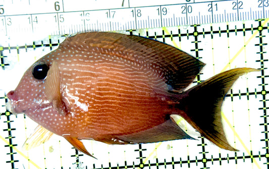 Blue Eye Kole Tang BEKT041902 WYSIWYG Size: ML 4"