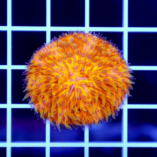Neon Aussie Orange Fungia Mother Colony NAOFMC072901 WYSIWYG