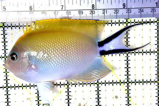 Swallowtail Angelfish Female (Reefsafe) SAF041901 WYSIWYG Size: XL 5"