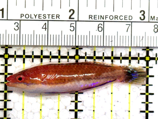 HighFin Fairy Wrasse (Maldives Special Grade) HFW052401 WYSIWYG Size: L 2" approx