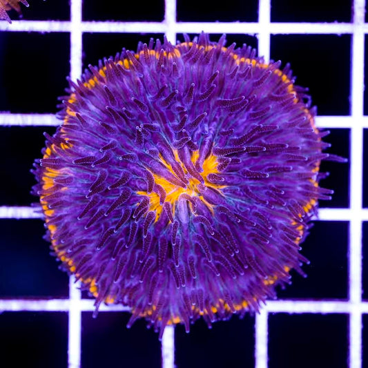 Ultra Aussie Fungia Mother Colony UAFMC072902 WYSIWYG