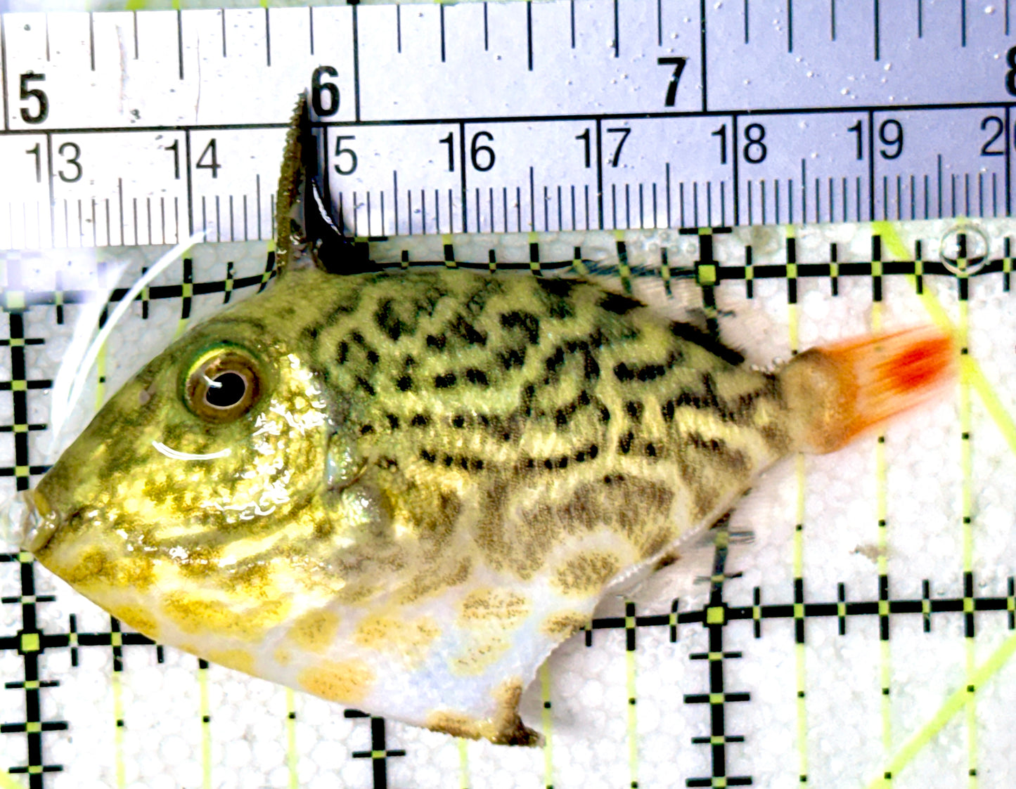 Goldenback Triggerfish Size: M (Juvenile 2" to 3.5") See Note - Violet Aquarium 