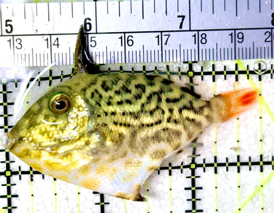 Goldenback Triggerfish Size: M (Juvenile 2" to 3.5") See Note - Violet Aquarium 