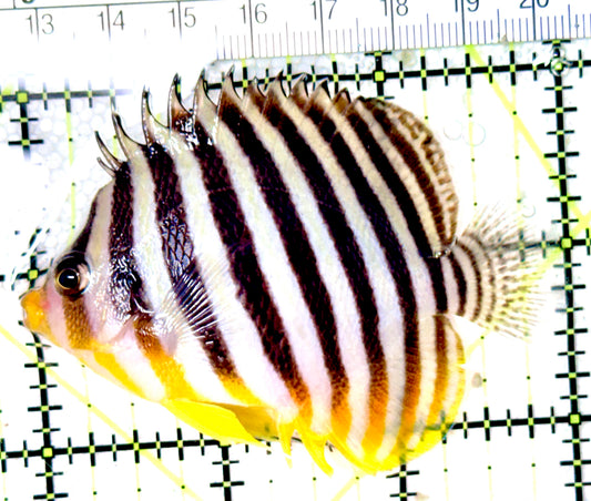 Multibar Angelfish MA041902 WYSIYWG Size: XXL 3"