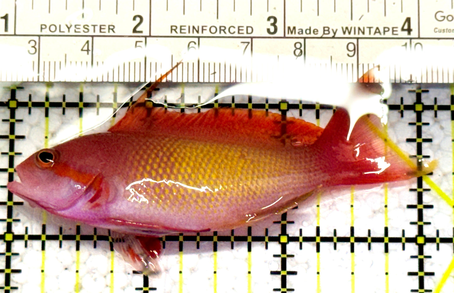 Male Lyretail Anthias (Maldives) MLA052402 WYSIWYG Size: L 3" approx