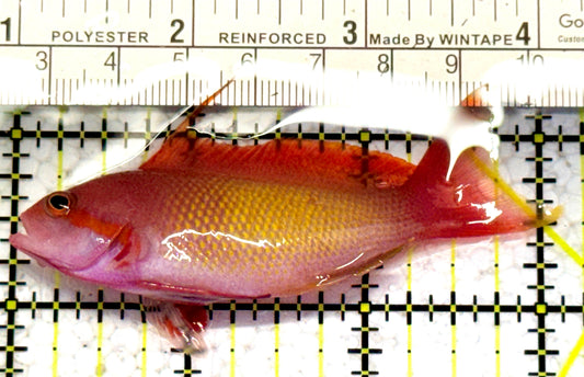 Male Lyretail Anthias (Maldives) MLA052402 WYSIWYG Size: L 3" approx