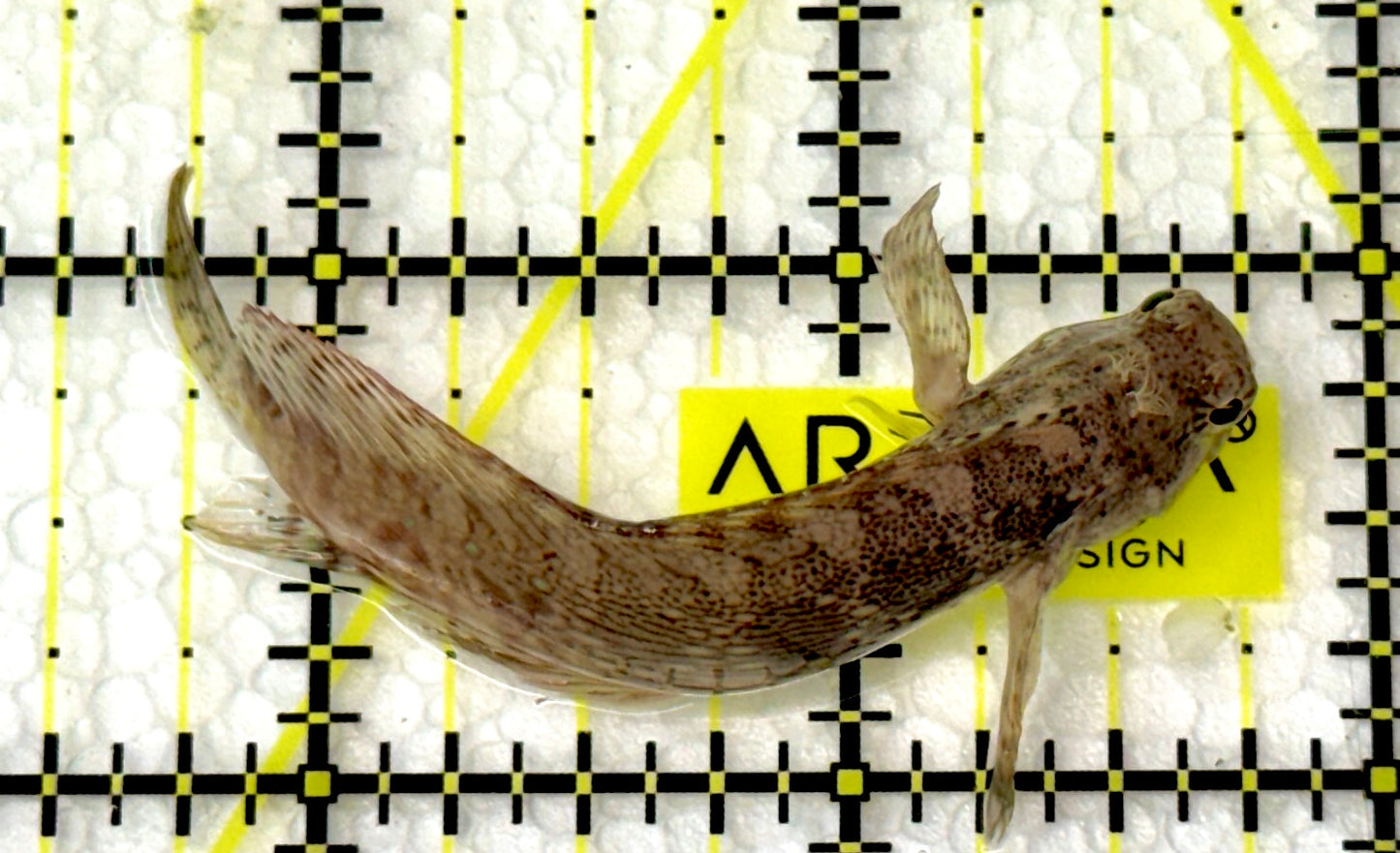 Lawnmower Blenny LB060901 WYSIWYG Size: M 2.5"