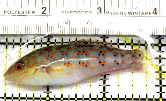 Timor Wrasse TW052402 WYSIWYG Size: L 2.75" approx