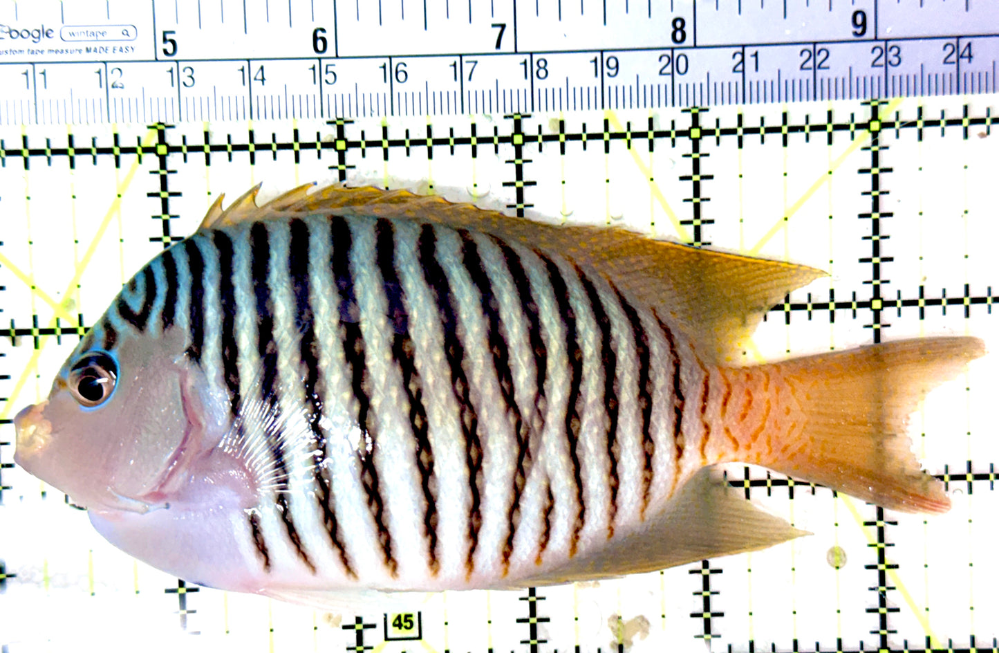 Swallowtail Angelfish Male (Reefsafe) SAM041901 WYSIWYG Size: L 5.5"
