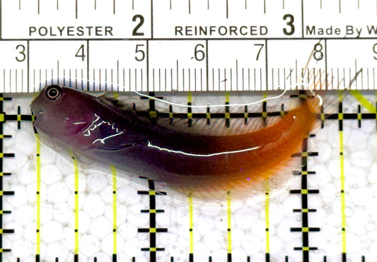 Bicolor Blenny BB052401 WYSIWYG Size: XXL/SHOW 2.5" approx
