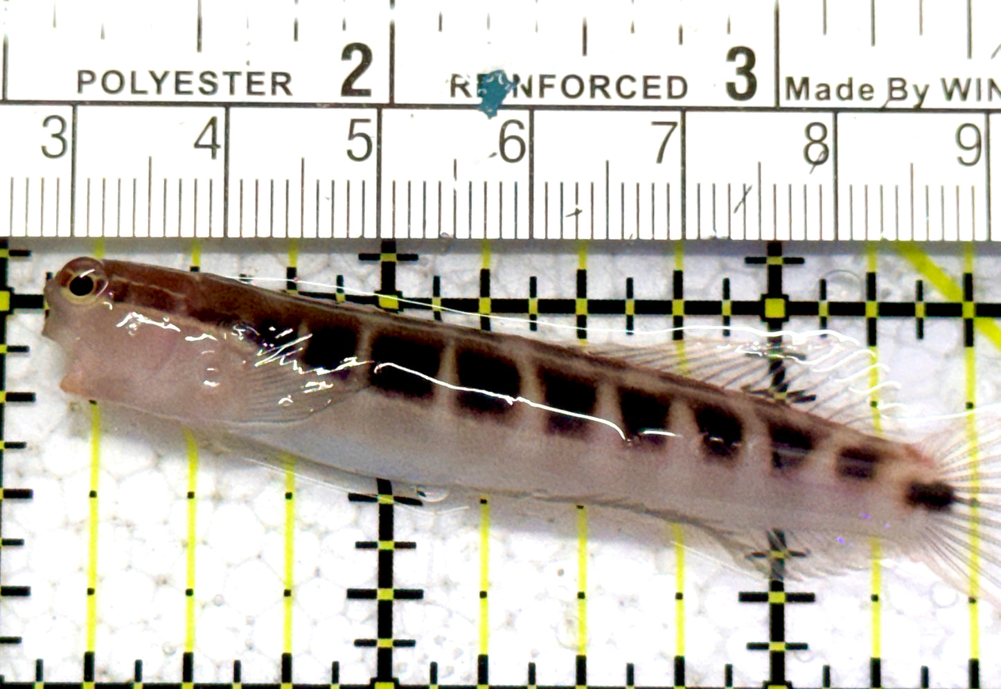 Linear Blenny LB052401 WYSIWYG Size: XL 2.75" approx