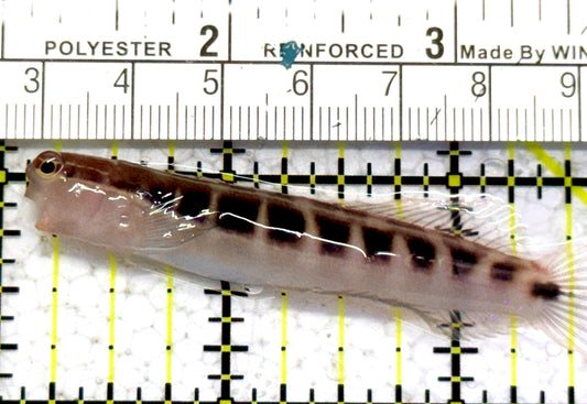 Linear Blenny LB052401 WYSIWYG Size: XL 2.75" approx