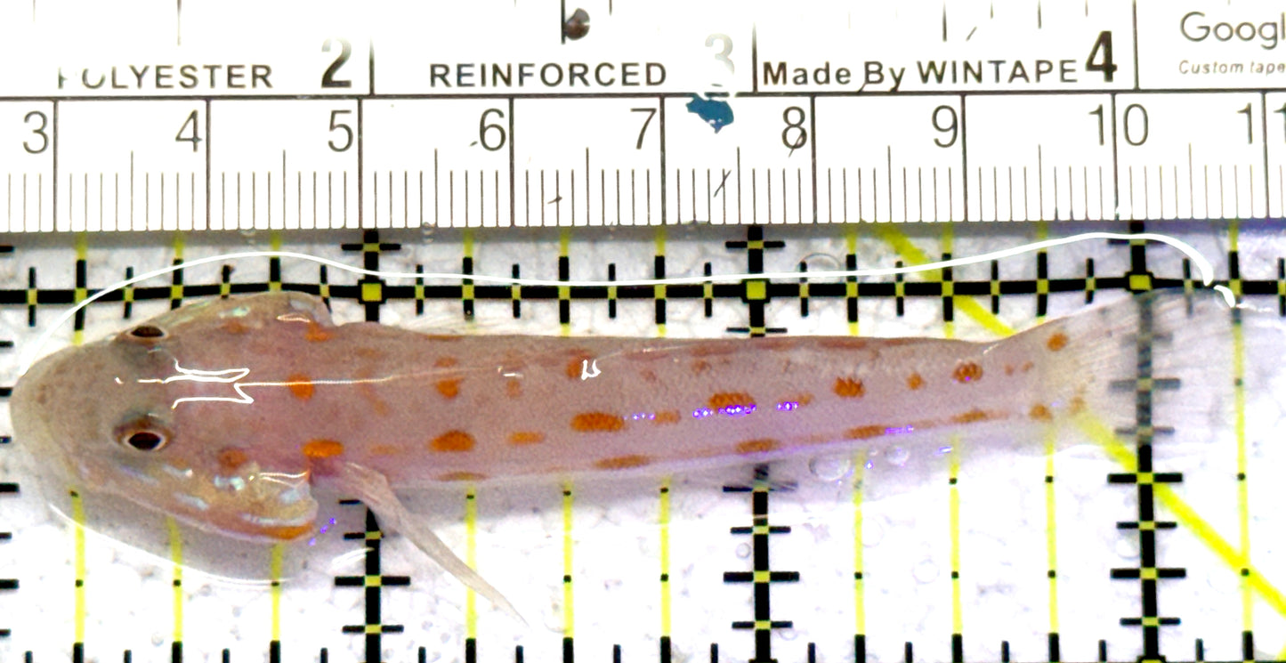 Diamond Watchman Goby DWG052402 WYSIWYG Size: L 3.5" approx
