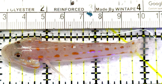 Diamond Watchman Goby DWG052402 WYSIWYG Size: L 3.5" approx