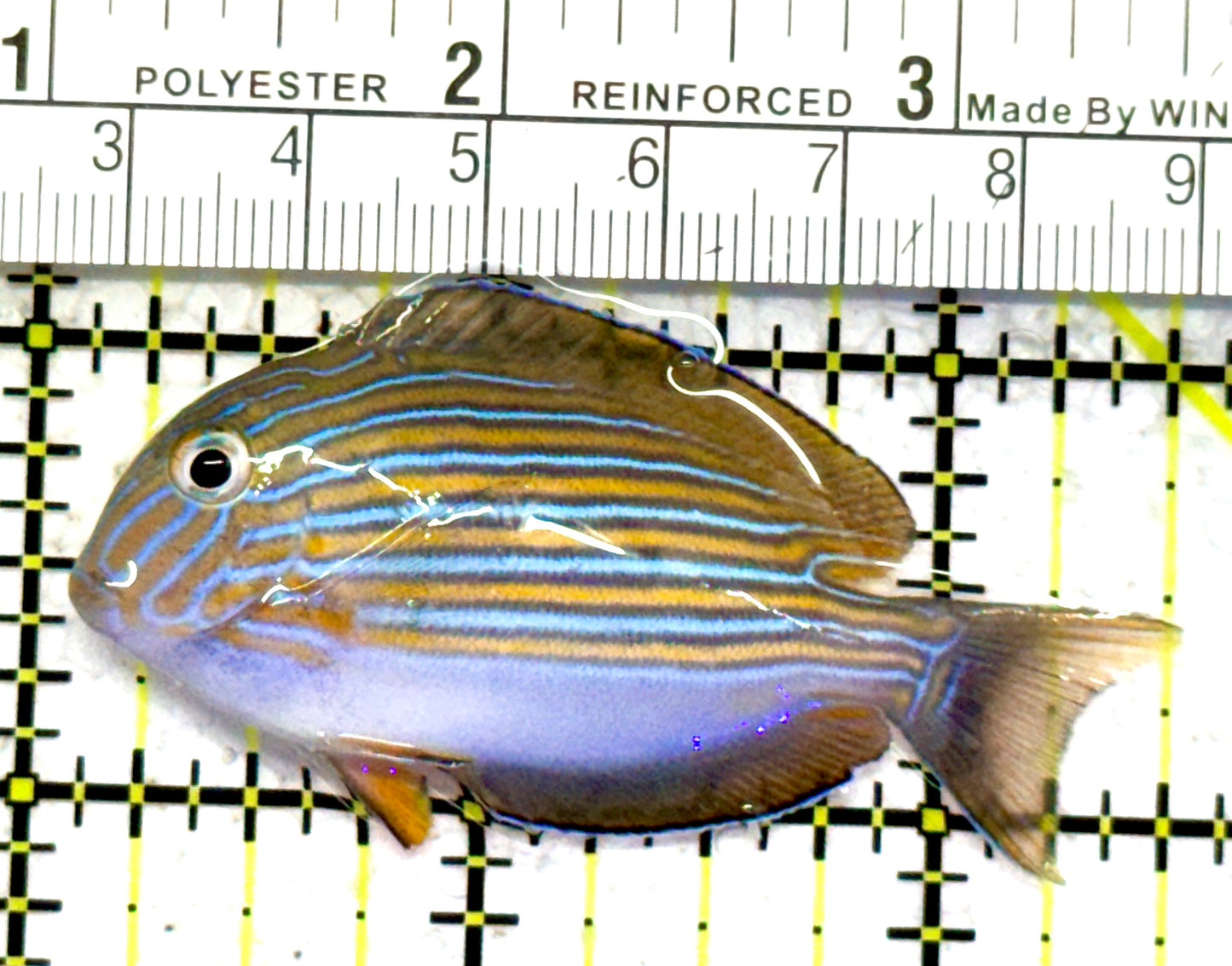 Clown Tang CT052401 WYSIWYG Size: S 2.5" approx
