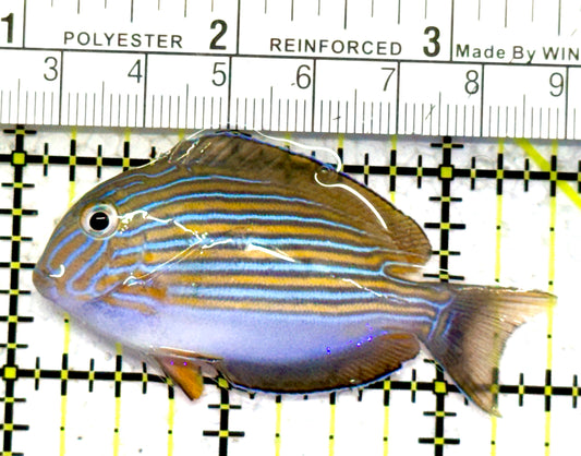 Clown Tang CT052401 WYSIWYG Size: S 2.5" approx