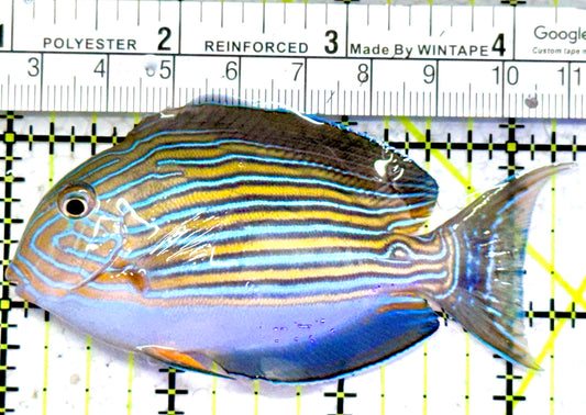 Clown Tang CT052301 WYSIWYG Size: M 3.25"