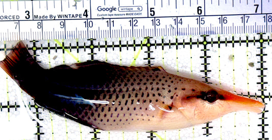 Brown Bird Wrasse BBW041901 WYSIWYG Size: L 4.75"