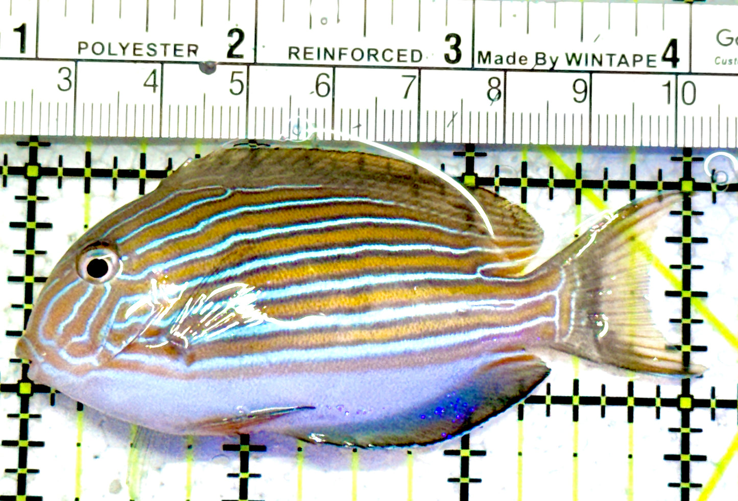 Clown Tang CT052302 WYSIWYG Size: S 3"