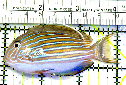Clown Tang CT052302 WYSIWYG Size: S 3"