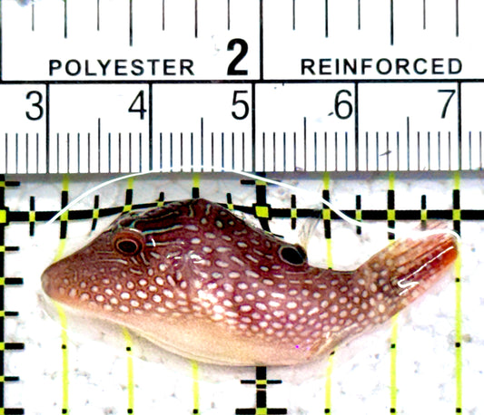 Pearl Toby Pufferfish PTP052301 WYSIWYG Size: S 1.5"