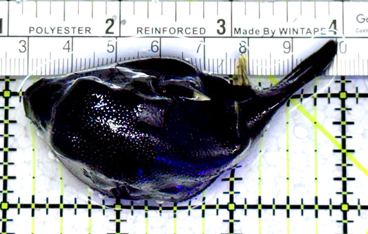 Dogface PufferFish DF052301 WYSIWYG Size: M 3"