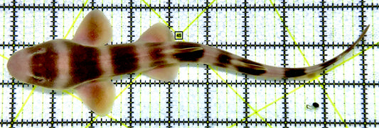 Grey Bamboo Shark GBS052301 WYSIWYG Size: L 9.5"
