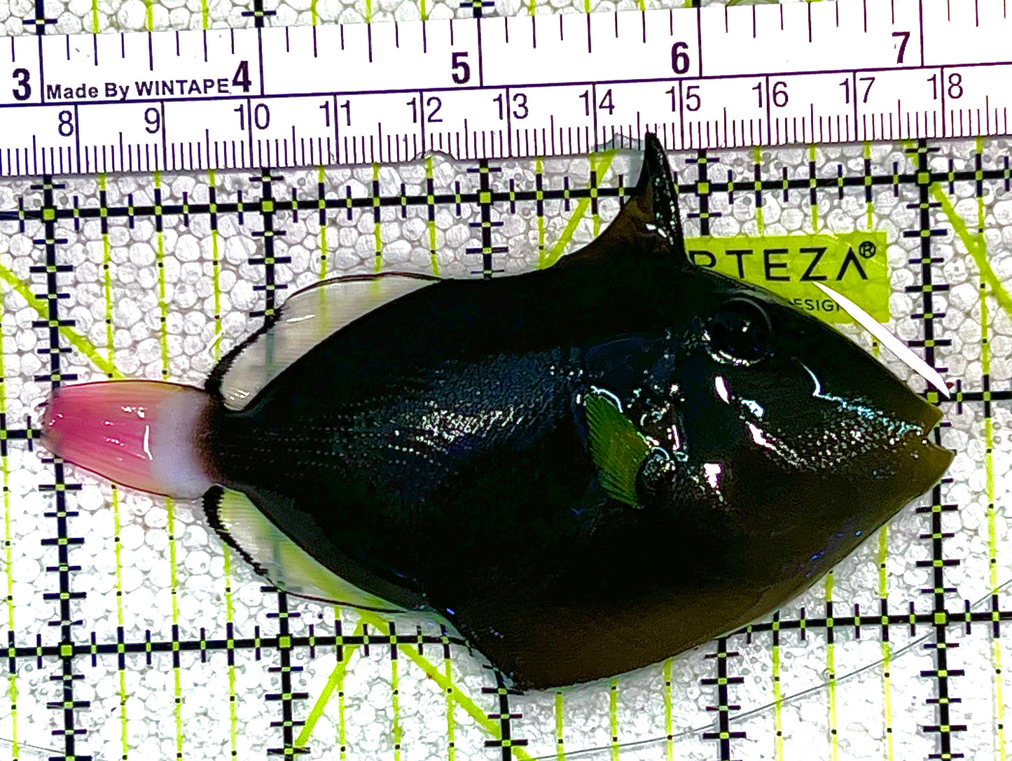 Pink Tail Triggerfish PTT020501 WYSIWYG Size: L 4" approx