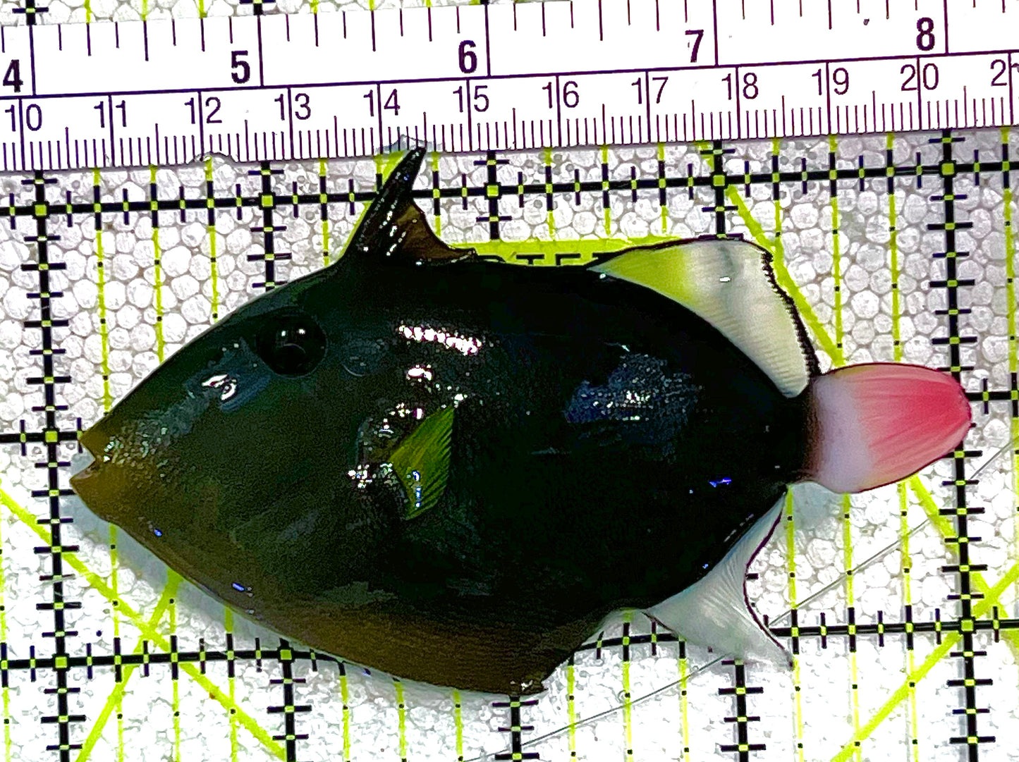 Pink Tail Triggerfish PTT020501 WYSIWYG Size: L 4" approx