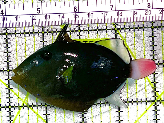 Pink Tail Triggerfish PTT020501 WYSIWYG Size: L 4" approx