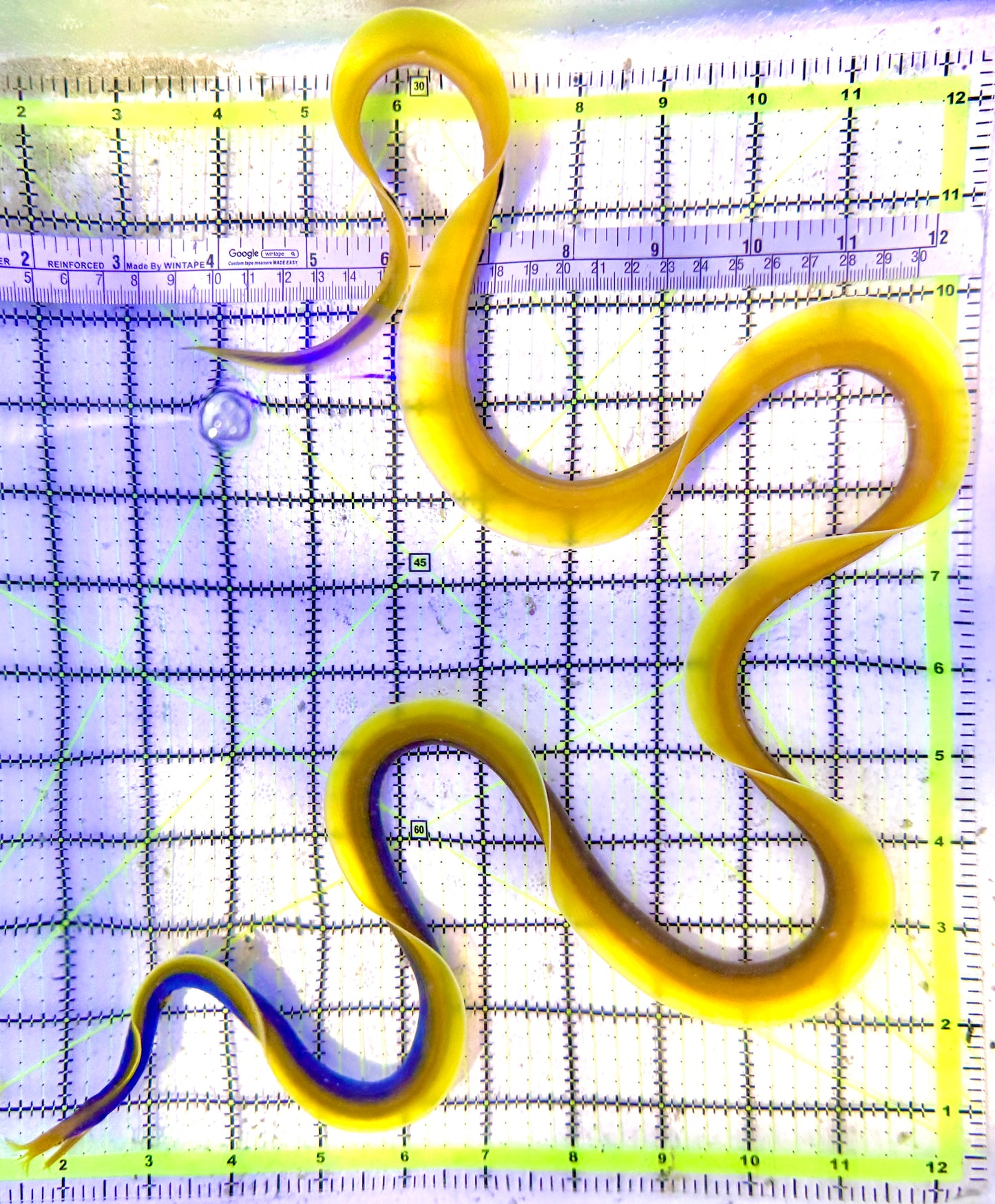 Blue Ribbon Eel BRE041902 WYSIWYG Size: XL/SHOW 42"