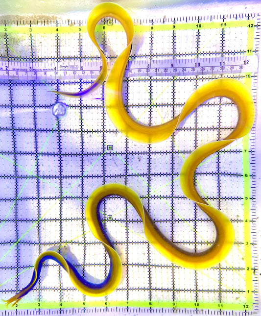 Blue Ribbon Eel BRE041902 WYSIWYG Size: XL/SHOW 42"