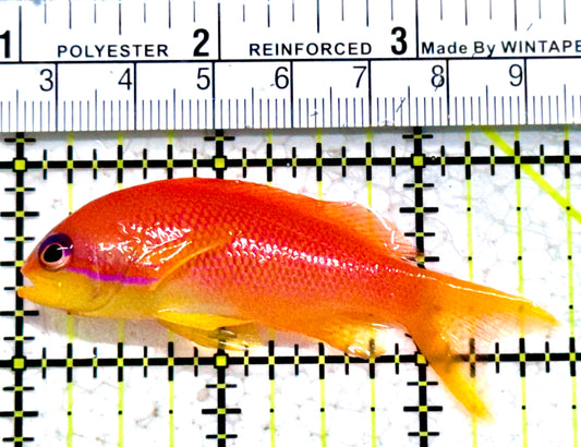 Female Lyretail Anthias (Maldives) FLA052302 WYSIWYG Size: SHOW XXL 2.75"