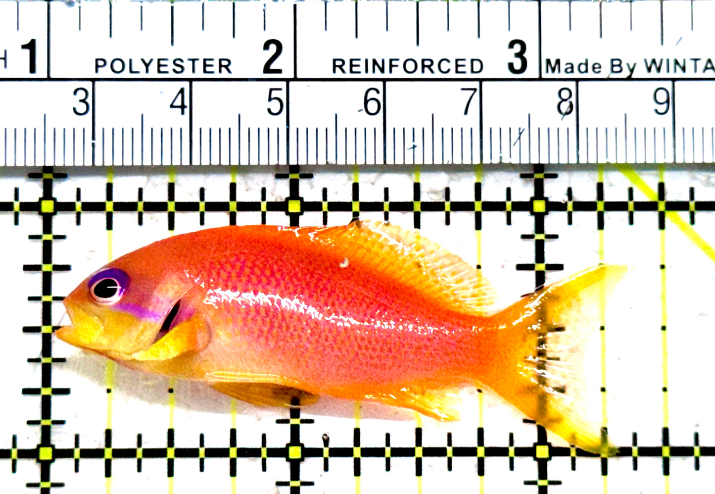 Female Lyretail Anthias (Maldives) FLA052303 WYSIWYG Size: XL 2.25"