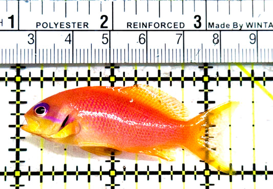 Female Lyretail Anthias (Maldives) FLA052303 WYSIWYG Size: XL 2.25"