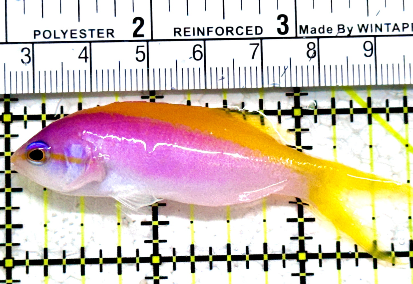 Evan's Anthias EA052301 WYSIWYG Size: L 2.75"