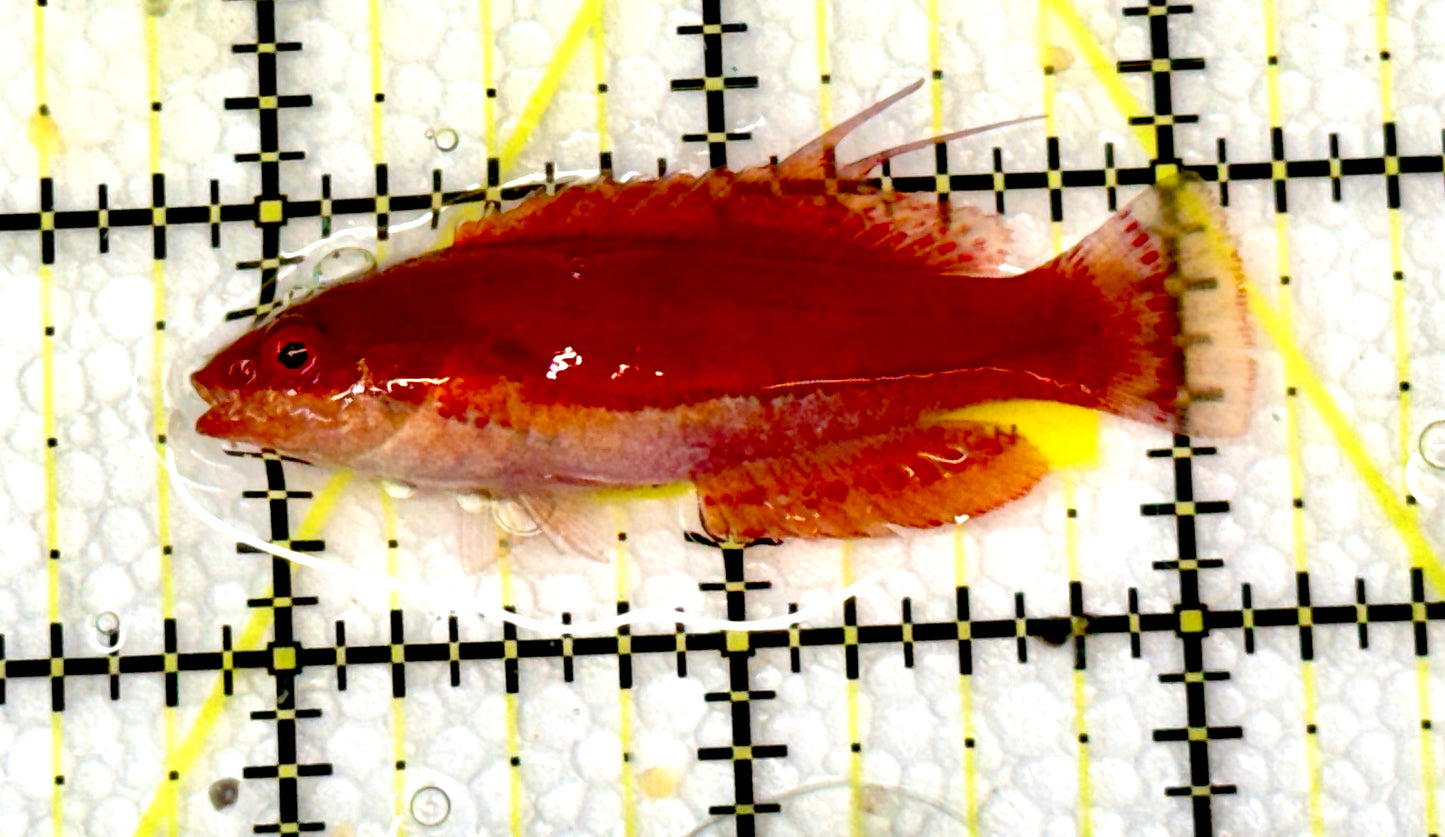 Carpenter's Flasher Wrasse CFW060901 WYSIWYG Size: L 2.5"