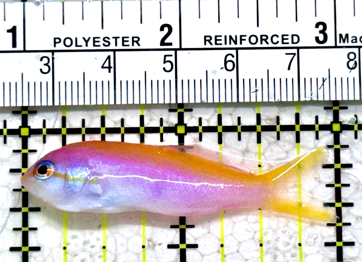 Evan's Anthias EA052303 WYSIWYG Size:  M 2"