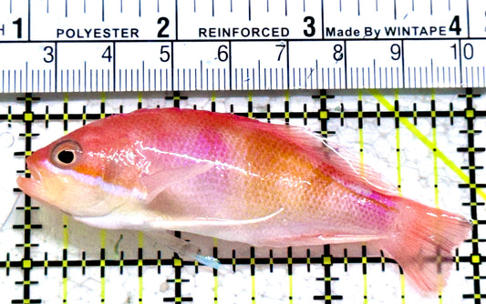 Red Fairy Anthias Female RFAF052301 WYSIWYG Size: L 3"