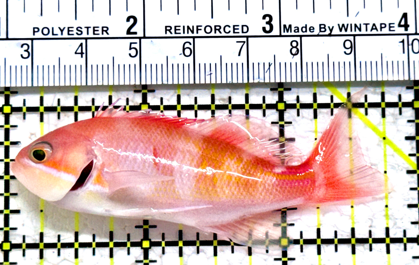 Red Fairy Anthias Female RFAF052302 WYSIWYG Size: L 2.75"