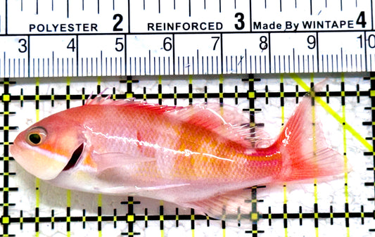 Red Fairy Anthias Female RFAF052302 WYSIWYG Size: L 2.75"