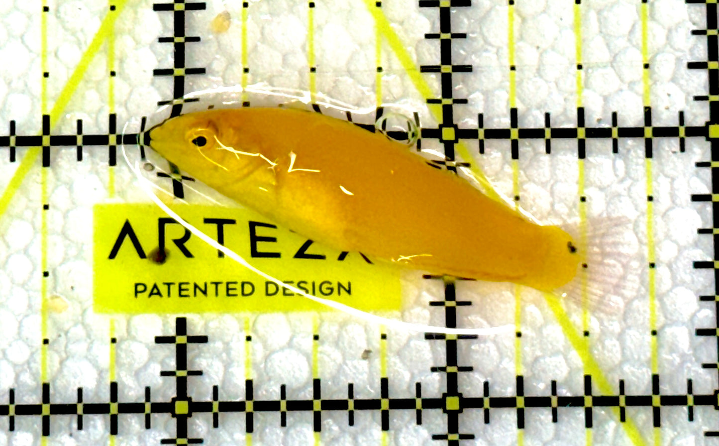 Yellow Coris Wrasse YCW060901 WYSIWYG Size: M 2"