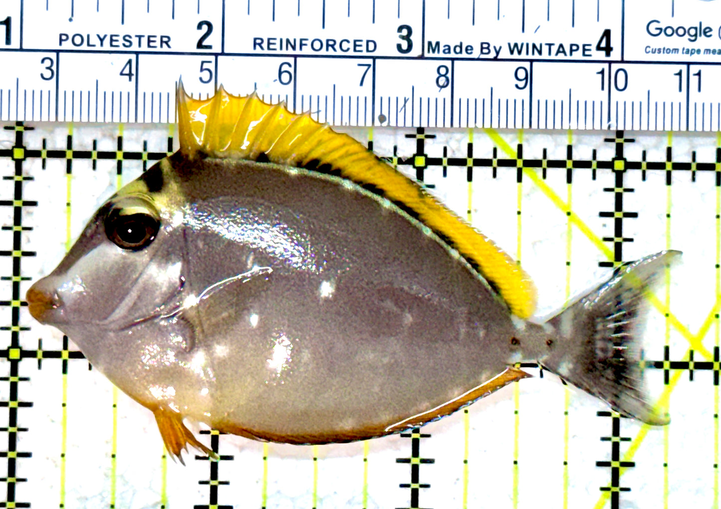 Blonde Naso Tang (Maldives Special Grade) BNT052301 WYSIWYG Size: SM 3.25"