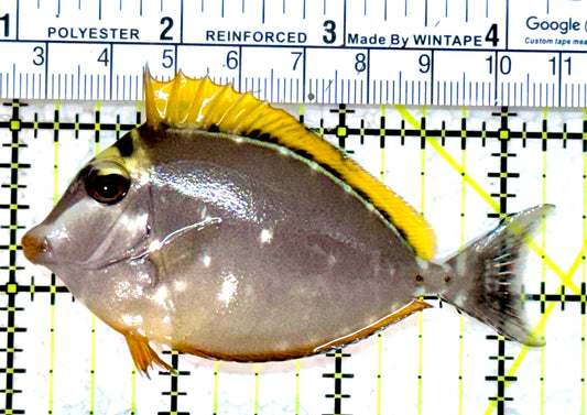 Blonde Naso Tang (Maldives Special Grade) BNT052301 WYSIWYG Size: SM 3.25"